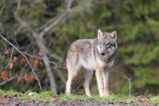 A young grey wolf (Canis lupus lupus) stands at the edge of the forest on a cloudy day and observes