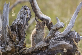 One young (10 weeks old) male Eurasian lynx, (Lynx lynx), stands between the roots of a rotten tree