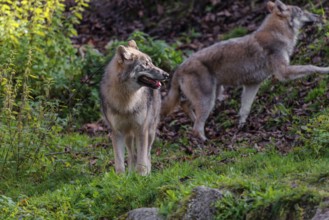 Two eurasian grey wolves (Canis lupus lupus) run across a steep hillside