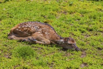 One red deer fawn (Cervus elaphus) lying flat on a meadow to hide from enemies