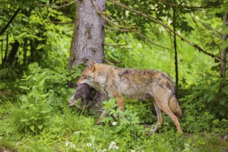 A female eurasian gray wolf (Canis lupus lupus) carries a pup to another, safer, den