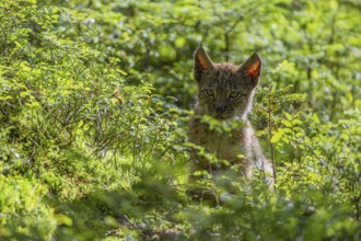 One young (10 weeks old) male Eurasian lynx, (Lynx lynx), sitting in the undergrowth of a forest