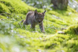 One young (10 weeks old) male Eurasian lynx, (Lynx lynx), walking over a mossy, wet forest floor.