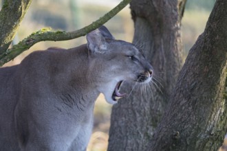 Portrait of an adult male cougar, Puma concolor, between branches of a tree with greenish