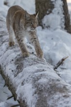 One young male Eurasian lynx, (Lynx lynx), balancing over a snow covered fallen tree in a forest in