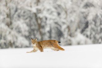 One young male Eurasian lynx, (Lynx lynx), walking over a deep snow covered meadow with a forest in