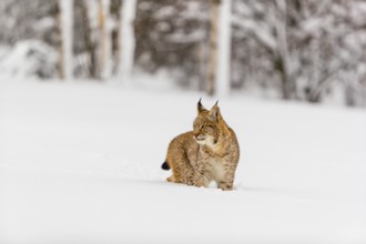 One young male Eurasian lynx, (Lynx lynx), walking over a deep snow covered meadow with a forest in