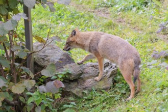 A golden jackal (Canis aureus) stands on a green meadow between bushes and rocks