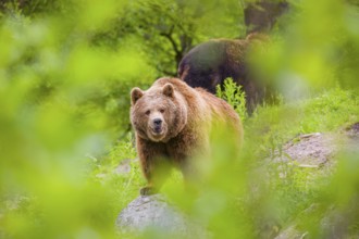 An adult female and a young male (Ursus arctos arctos) stand on a hilltop behind a rotting tree,