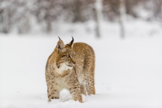 One young male Eurasian lynx, (Lynx lynx), walking over a deep snow covered meadow with a forest in