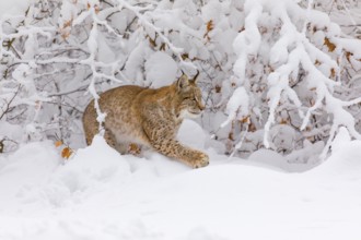 One young male Eurasian lynx, (Lynx lynx), walking through deep snow covered undergrowth in a