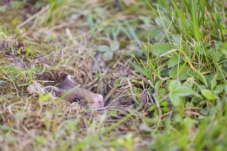 A European hamster (Cricetus cricetus), Eurasian hamster, black-bellied hamster or common hamster,