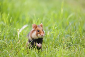 A European hamster (Cricetus cricetus), Eurasian hamster, black-bellied hamster or common hamster,