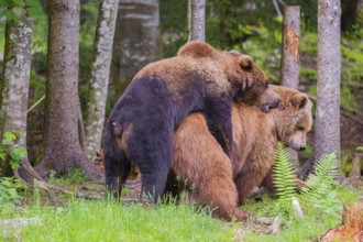 A young male Eurasian brown bear (Ursus arctos arctos) and a much older female mate at the edge of