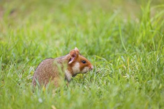 A European hamster (Cricetus cricetus), Eurasian hamster, black-bellied hamster or common hamster,