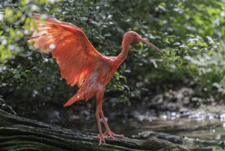 A scarlet ibis (Eudocimus ruber) stands on the riverbank and flaps its wings