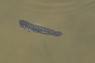 Smooth or Common newt (Lissotriton vulgaris) adult amphibian swimming in a pond, England, United