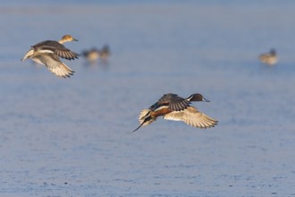 Pintails (Anas acuta), male and female ducks in landing flight, over lake, island of Texel, Holland