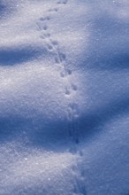 Animal tracks, mouse, tracks in the snow, Murnauer moss in winter, near Murnau, Upper Bavaria,