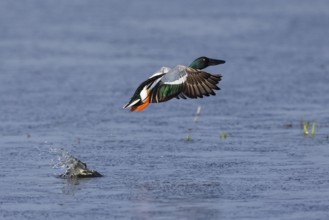 Northern Shoveler (Anas clypeata), male duck taking off in flight from lake, in display flight,