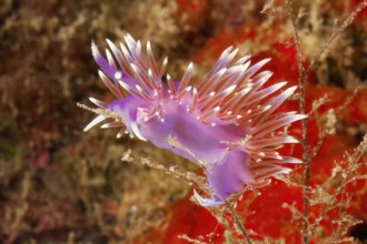 Thread snail (Coryphella pedata) Nudibranch with appendages with orange-red translucent midgut