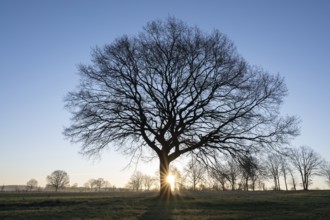 English oak (Quercus robur), solitary tree, backlit with sun star, blue sky, Lower Saxony, Germany,