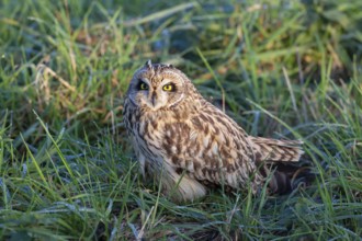 Short-eared owl (Asio flammeus) adult bird in grassland, England, United Kingdom, Europe