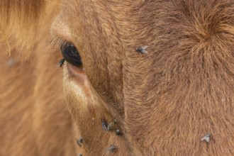 Domestic cattle or cow (Bos taurus) adult farm animal close up of its eye with flies around it,