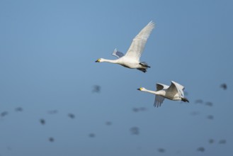 Tundra Swan, Bewick's Swan, Cygnus columbianus in flight at winter in Slimbridge, England, United