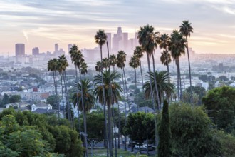 Los Angeles skyline with palm trees and downtown at sunset in California in Los Angeles, USA, North