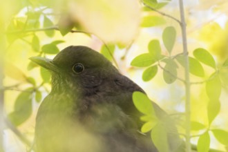 Close-up of a blackbird (Turdus merula), female, between green leaves in warm light, Hesse,