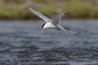 Arctic tern (Sterna paradisaea) with sandeel in its beak, in flight while fishing over a river,