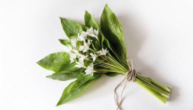 Wild garlic bundle with flowers on a white background, spring-like radiance, wild garlic, Allium