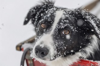 Close up of dog in red sleigh in snow. Generative Ai, AI generated