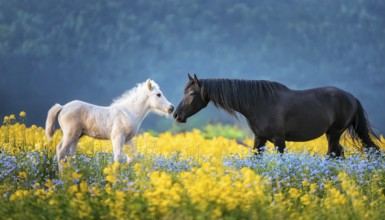 A black stallion and a foal, studio, AI generated