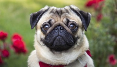 Pets, dog, pug, English dog breed, AI-generated, AI generated