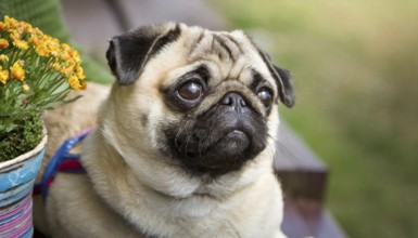 Pets, dog, pug, English dog breed, AI-generated, AI generated