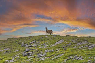 Haflinger, Ebbs, Tyrol, Austria, Europe, KI generated, Europe