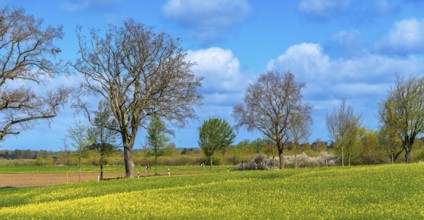 Landscape on Rügen, Mecklenburg-Western Pomerania, Germany, Europe