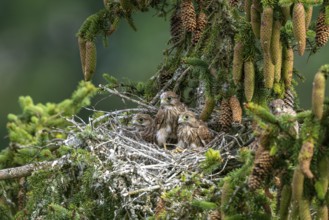 Common kestrel (Falco tinnunculus), young birds not yet ready to fly in the nest,