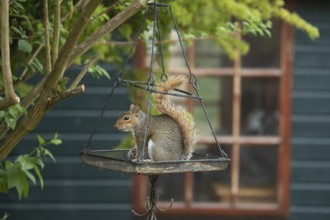 Grey squirrel (Sciurus carolinensis) adult animal on a hanging urban garden bird feeder, England,