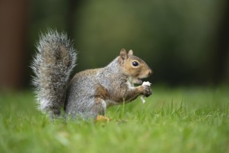 Grey squirrel (Sciurus carolinensis) adult animal feeding on a mushroom or fungi in the autumn,