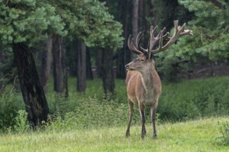 Red deer (Cervus elaphus) stag at forest edge with antlers covered in velvet in late spring