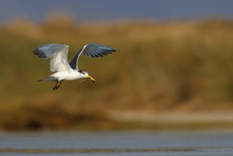 Caspian Tern, flight photo, (Thalasseus bergii), East Khawr / Khawr Ad Dahariz, Salalah, Dhofar,