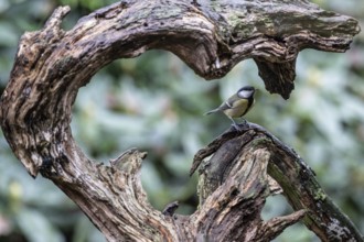 Great tit (Parus major) sitting on a heart-shaped tree stump, Emsland, Lower Saxony, Germany,