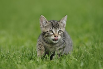 Kitten with tongue sticking out exploring the green grass, domestic cat (Felis catus), Bavaria