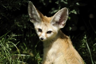 A fennec in the shade with strikingly large ears and light-coloured fur in a natural environment,