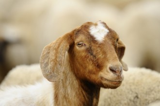 Close-up of a brown and white goat with a slight smile, Boer goat (Capra aegagrus hircus),