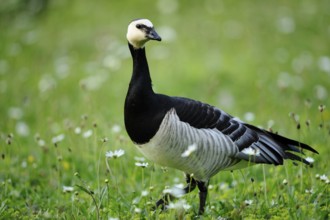 A goose stands on a flowering meadow in natural surroundings, Barnacle Goose (Branta leucopsis),