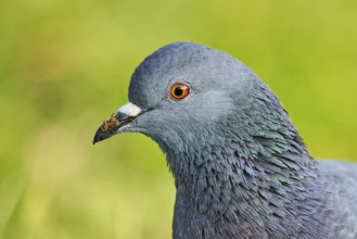 Feral pigeon (Columba livia domestica), portrait, Venice, Italy, Europe